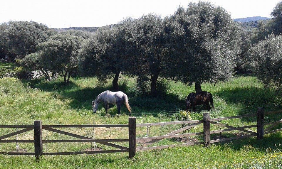 B&B L' Incantu Santa Teresa Gallura Eksteriør billede